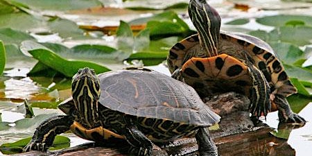Turtle Paddle - 2023 - Sultana Education Foundation