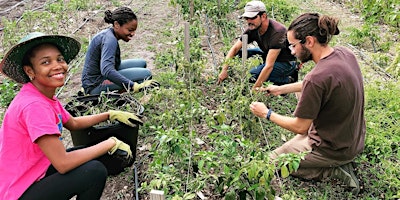 Imagem principal do evento Community Cultivators, Volunteer at the farm!