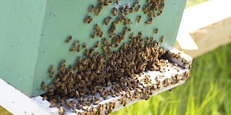 Hauptbild für 2023 Ridge Beekeepers Association Beekeeping Seminar