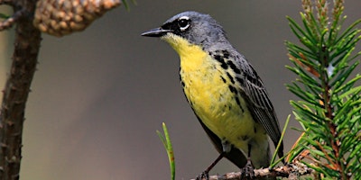 Imagem principal de Kirtland's Warbler Field Trip