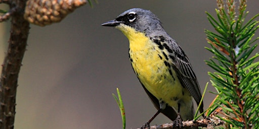 Imagem principal de Kirtland's Warbler Field Trip