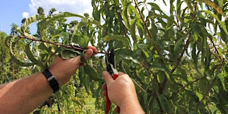 Summer fruit tree pruning workshop with Craig Castree primary image