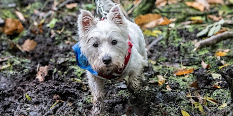 Muddy Dog Challenge Peterborough - Saturday 13 October 2018 primary image