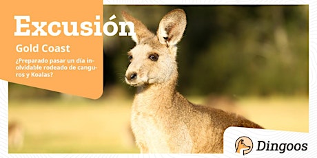 Dingoos Excursión - Canguros y Koalas - Gold Coast