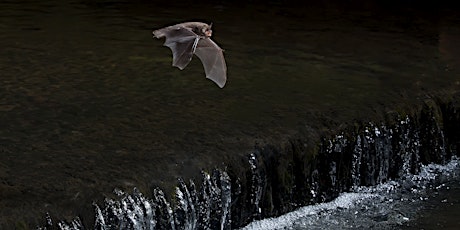 Bats: Superheroes of the Night