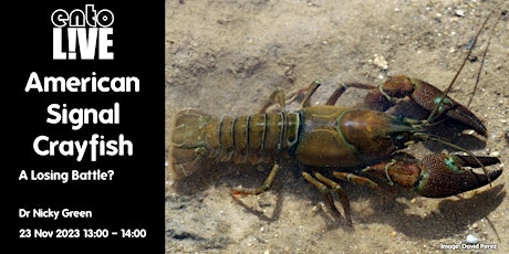 American Signal Crayfish: A Losing Battle?