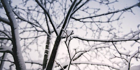 Winter Tree Identification Walk