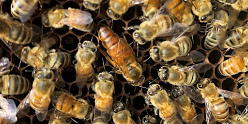 Beginning Beekeeping: The Basics and Starting a Hive