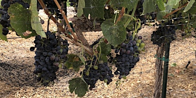 Care and Pruning of Grapes in So Nevada