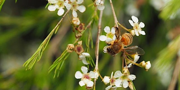 Wasabi Noosa & Kin Kin Native Honey Masterclass: Smoking with the Locals