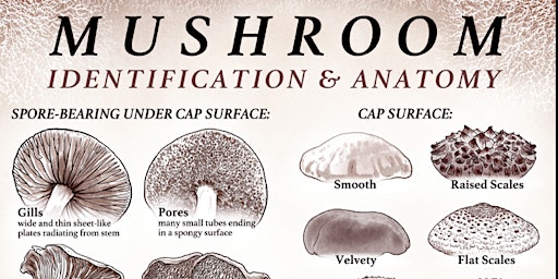 Mushroom ID Class - Part 1 (For beginners to intermediates)