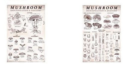 Mushroom ID Class - Part 2 (For beginners to intermediates)