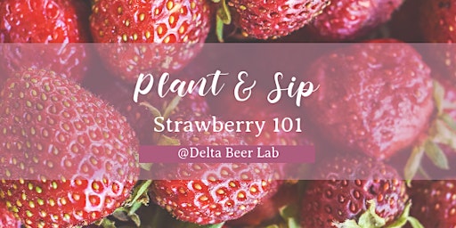 Plant & Sip | Strawberry 101 primary image