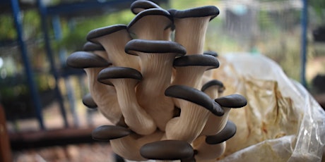 Beginners mushroom cultivation workshop primary image