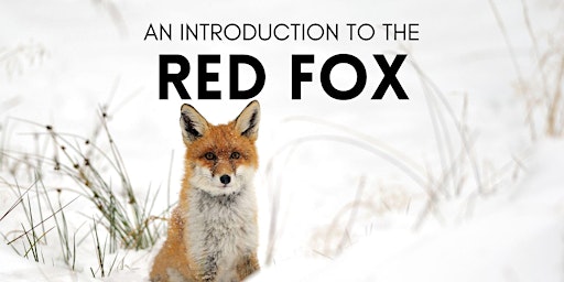 Imagem principal do evento An Introduction to the Red Fox