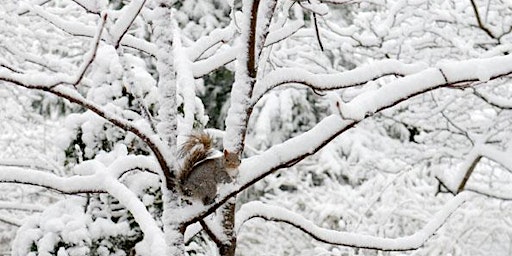 How Animals Survive Winter in Fort Tryon Park with Leslie Day