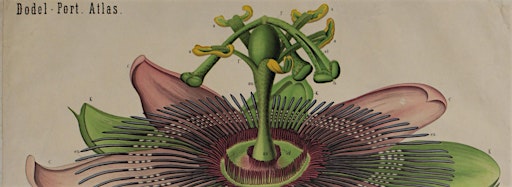 Collection image for Arte e Scienza nelle Tavole Botaniche dell'800
