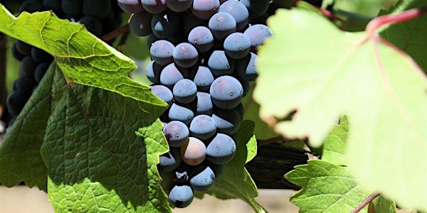 Wein-Seminar Spätburgunder (NEU)