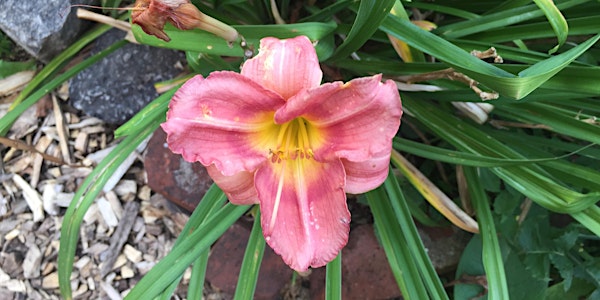 Mad Fun Farm Garden Volunteer Session: April 22nd, 2023