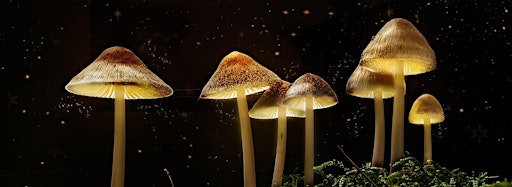 Collection image for Psychedelics Talks in London