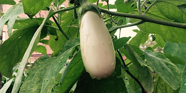 Jefferson Gardens' Garden Volunteer Session: October 14th, 2023