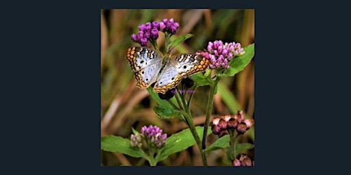 Imagem principal de The Hunt is on...Butterflies, Birds and Wildflowers of Winding Waters