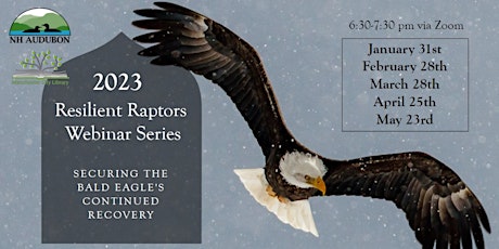 Resilient Raptors: Securing the Bald Eagle's Continued Recovery