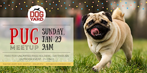 Pug Meetup at the Dog Yard Bar in Ballard -- Sunday, January 29