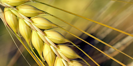 IBH Seminar: Barley inflorescence development under high temperatures