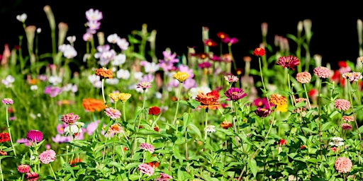 How to Grow Spring Cut Flowers in Central Florida