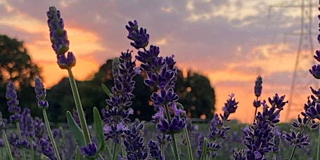 Great Lakes Lavender Growers Conference