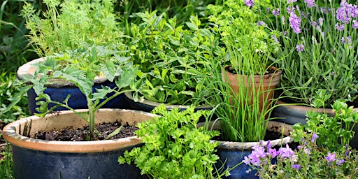 Container Vegetable & Herb Gardening Basics