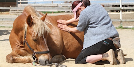 Workshop "Anatomie fühlen-Pferde verstehen" für Pferdebesitzer Großschirma