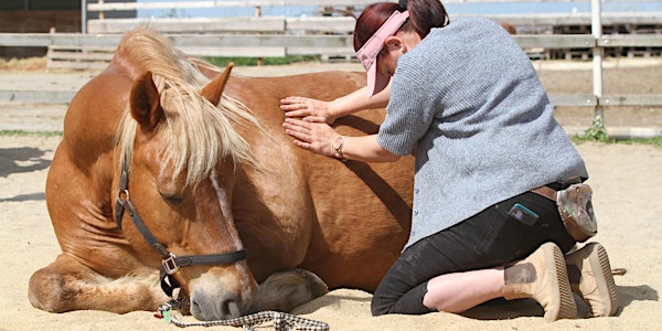 Workshop "Anatomie fühlen-Pferde verstehen" für Pferdemenschen  Großschirma