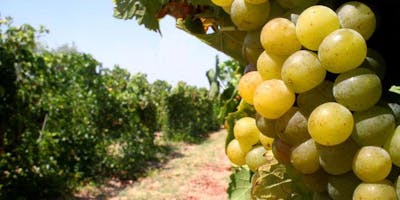 Eventi Di-Vini 5: I due volti del Moscato: secco o dolce? Eventi Di-Vini 5: I due volti del Moscato: secco o dolce?