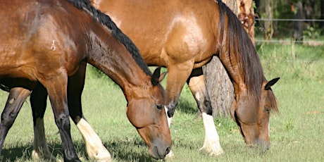 Healthy Land - Healthy Horses | Pine Rivers primary image