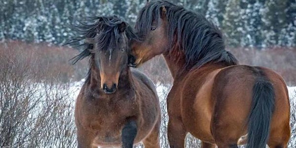 Preserving Alberta's Wild Horses symposium
