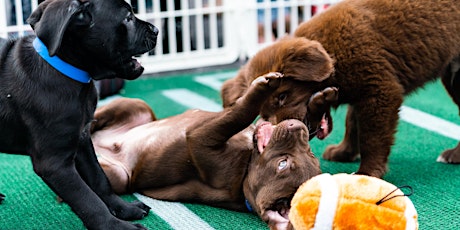 Pup Bowl VI: Where Every Adoption is a Touchdown