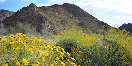 Wildflowers of the Mojave