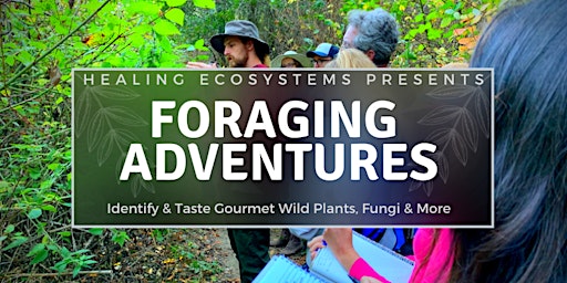 Foraging Adventures: Wild Food Walk & Tasting
