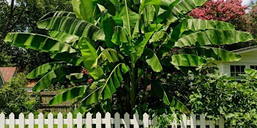 Sub-tropical gardening in Melbourne