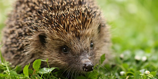 Helping Hedgehogs in our gardens