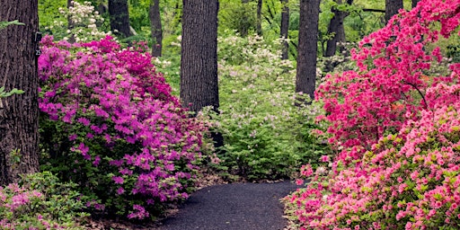 Imagem principal do evento Peak Bloom Photography