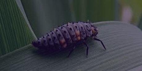 Managing garden pests wisely primary image