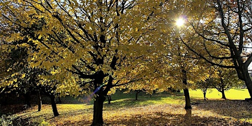 Eco-somatics Series: Autumn: Following (with Carla Esteves)