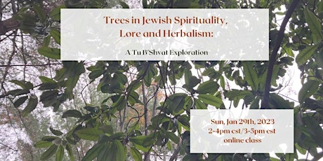 Trees in Jewish Spirituality, Lore and Herbalism: A Tu B’Shvat Exploration
