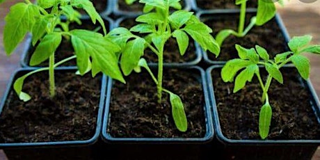 Starting Plants from Seed/Seed Swap