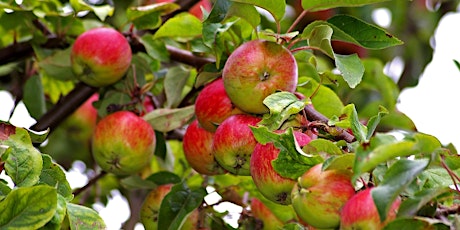 How to create a Fruit Tree Nursery- Fruit Tree Grafting  primary image