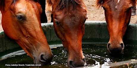 Forum Pferdegesundheit für Therapeuten - Wasseranalysen lesen und verstehen