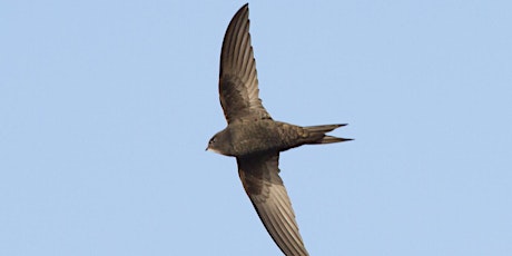 Talk: All About Swifts primary image